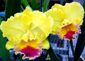 Cattleya Orchid Plant 2.5" Pot Rlc. Goldenzelle 'Lemon Chiffon'