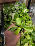 Philodendron Starter Plug, Variegated Florida Beauty, Growers Choice, Philodendron bipinnatifidum