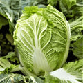 Yong Chinese Napa Cabbage Seeds - Non-GMO, USA Grown, Heading Variety - Perfect for 2025 Planting