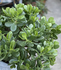 Jade Plant – 1 Rooted Crassula Ovata from One Gallon Pot – Succulent Houseplant for Home Decor and Indoor Gardening