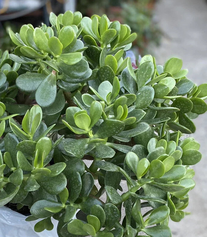 Jade Plant – 1 Rooted Crassula Ovata from One Gallon Pot – Succulent Houseplant for Home Decor and Indoor Gardening