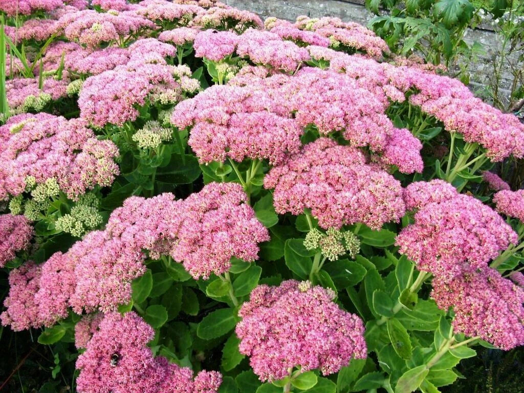 Autumn Joy Sedum Plants - 10 Perennial Succulents - Nice Pink Color - Sedum telephium