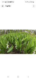 Lily of the Valley Bare Root Plants - Perennial Ground Cover, Convallaria majalis (50 Pack)