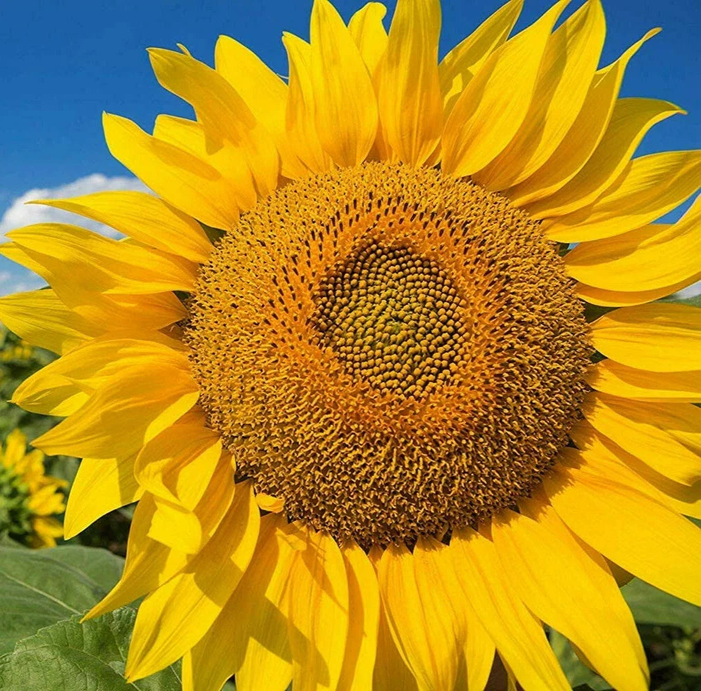 Mammoth Grey Stripe Sunflower Seeds | Giant Russian Sunflower Seed | Helianthus annuus 2025