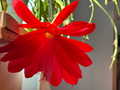Red Epiphyllum Orchid Cactus Cuttings – 6 Live Unrooted 6–8in Propagation
