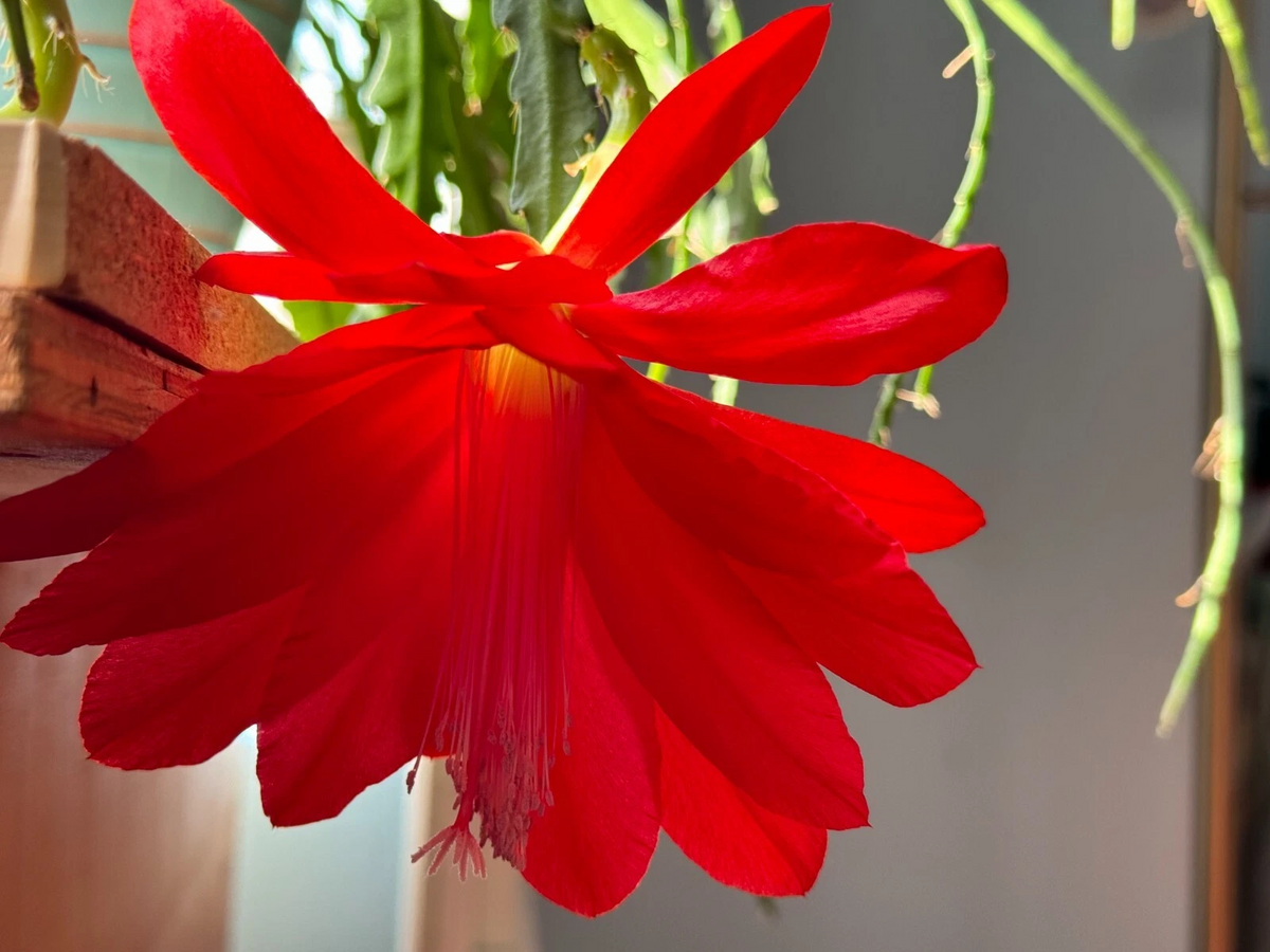 Red Epiphyllum Orchid Cactus Cuttings – 6 Live Unrooted 6–8in Propagation