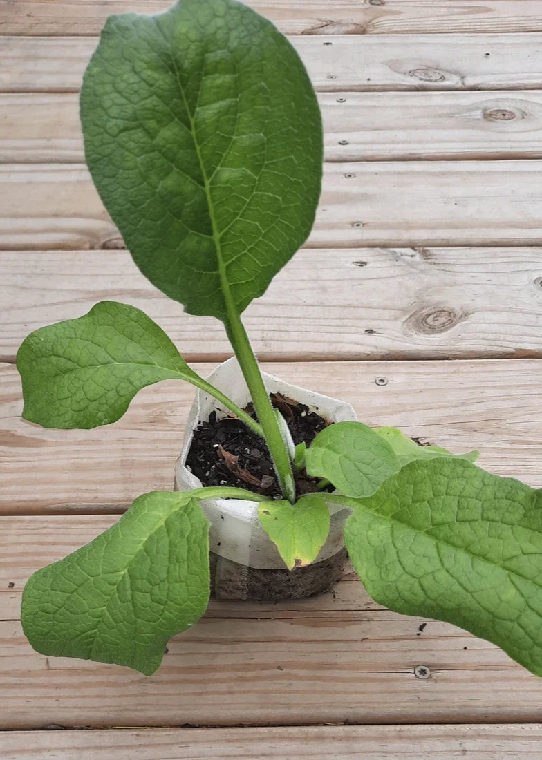 Comfrey Bocking 14 (Symphytum × uplandicum) Root Cutting Bare Root - Organic Medicinal Herb