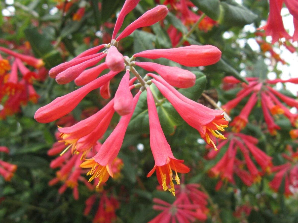 Lonicera sempervirens ‘Honey Coral’ Native Coral Honeysuckle Vine - Live Starter Plant