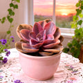 Echeveria Rainbow Variegated - 3" Bare Root Live Succulent