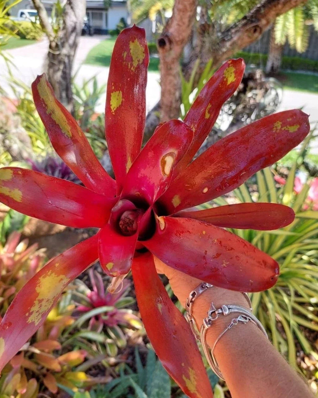 Neoregelia Gazpacho Bromeliad – Bare-root Live Plant