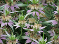 Spotted Bee Balm Monarda punctata Bareroot Starter Plant | Pollinator Native Perennial