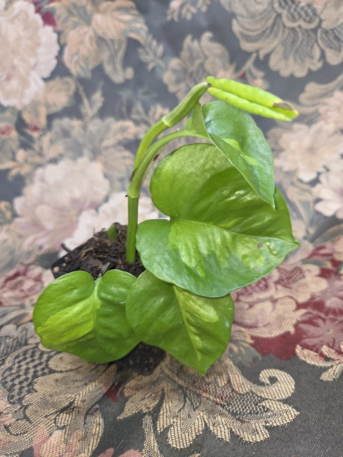 Global Green Pothos Rooted Starter Plant | Epipremnum aureum Variegated, 2" Pot