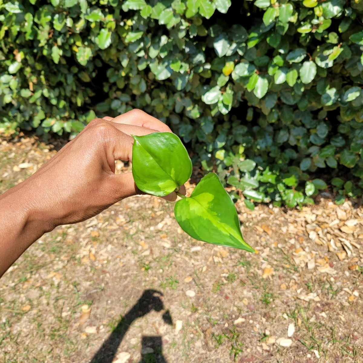 Global Green Pothos Rooted Cutting | Epipremnum Aureum Live Indoor Plant