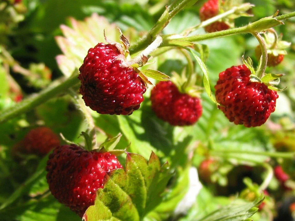 Alpine Strawberry Seeds - Fast Growing - Fragaria Vesca - 100+ Seeds - Ideal for Home Gardens - Free Shipping