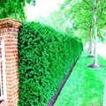 10 Japanese Spreading Yew Tree Seeds for Bonsai or Landscaping, Taxus cuspidata, Outdoor Planting, Garden Starter