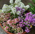 Sweet Alyssum Flower Seeds Color Mix - 100 Count Pink White Purple (Lobularia maritima)