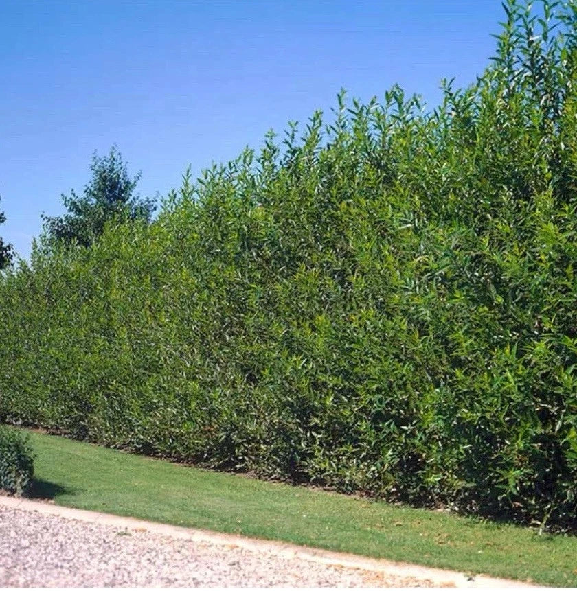 40 Fresh Cut Austree Hybrid Willow Tree Cuttings, Thick Cut, Fast Growing, Salix × sepulcralis