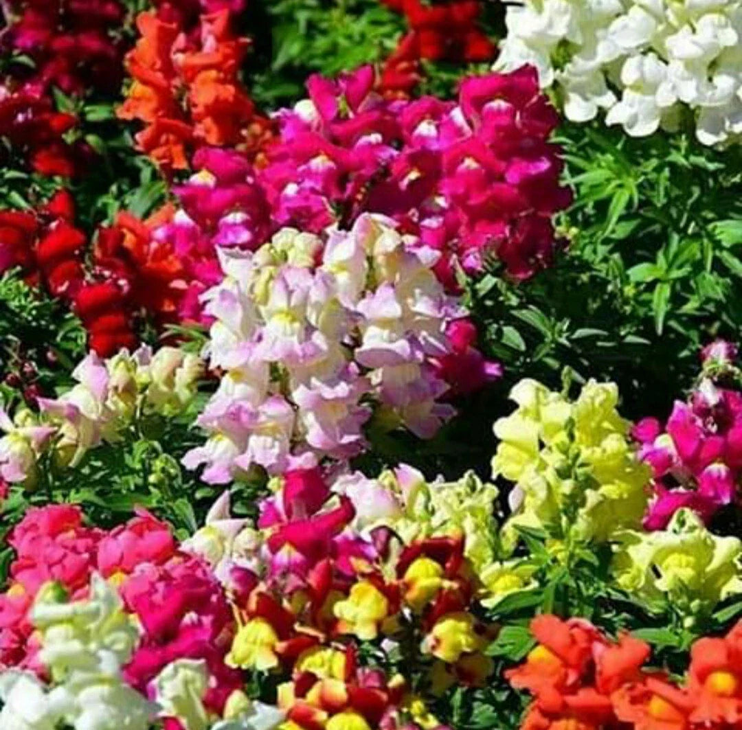 Snapdragon Seeds Mix - Maximum Potomac Variety - 200 Seeds - Antirrhinum majus