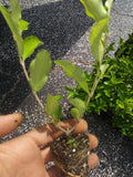 Barbados Cherry Tree (Acerola) Live Plant - Organic, Pesticide-Free | Tropical Fruit