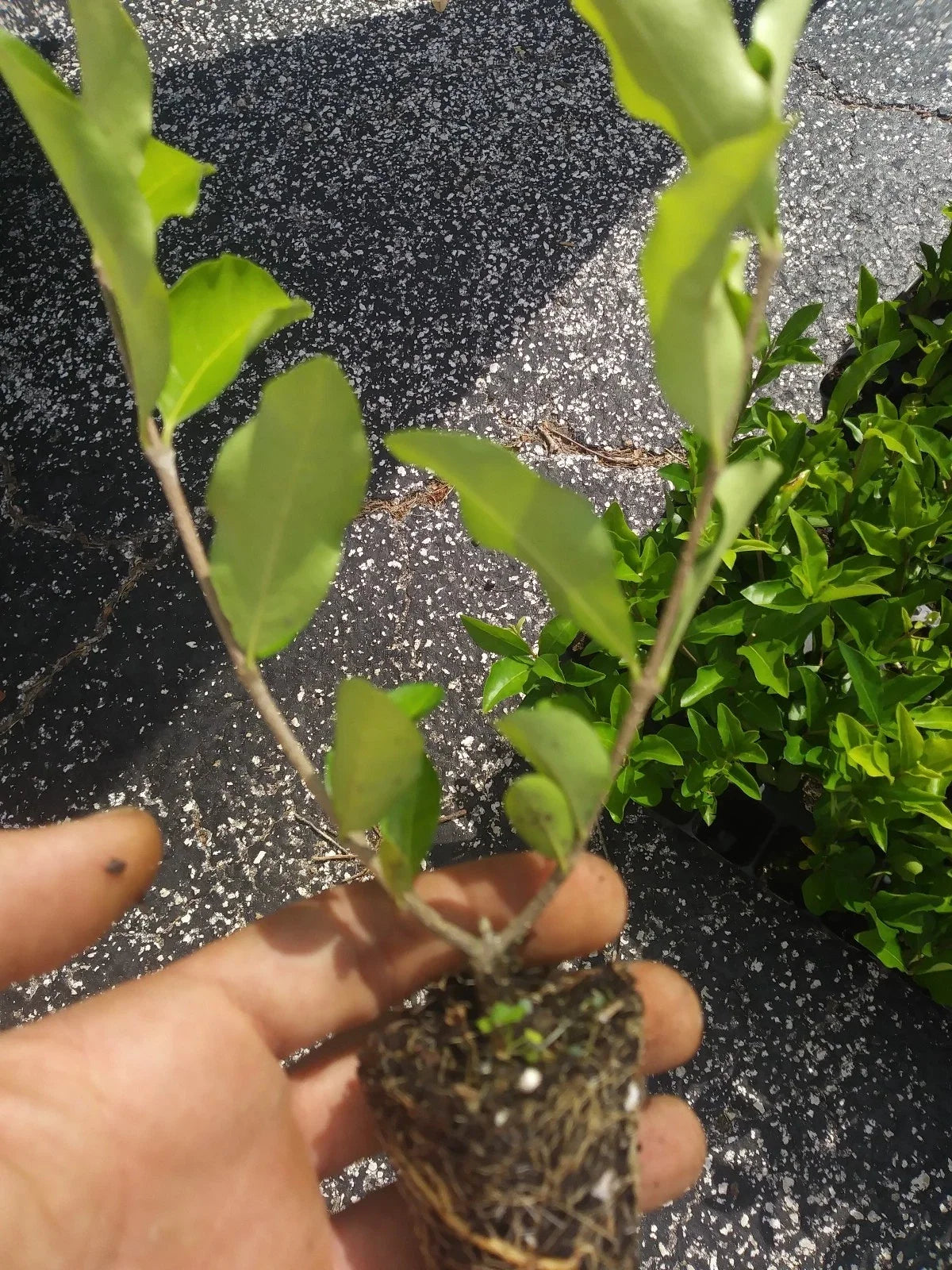 Barbados Cherry Tree (Acerola) Live Plant - Organic, Pesticide-Free | Tropical Fruit