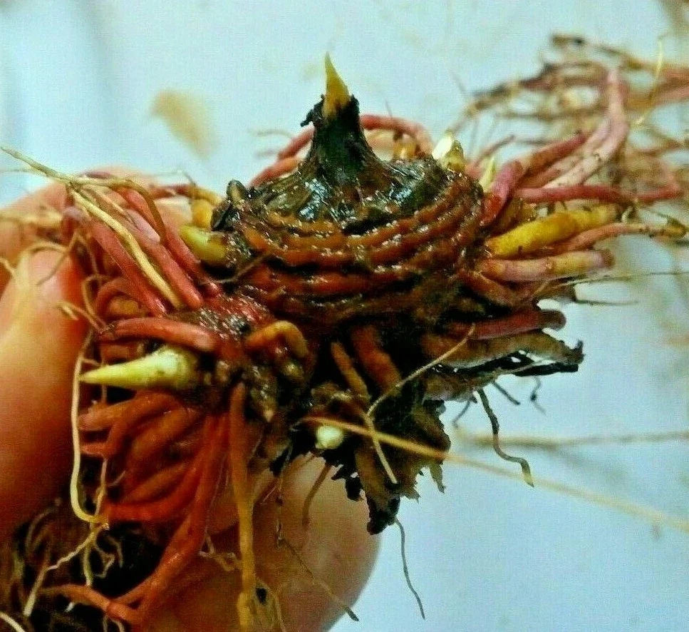 Tatarian Aster Starter Plants or Roots - 6 Cold-Hardy Lavender-Blooming Perennial