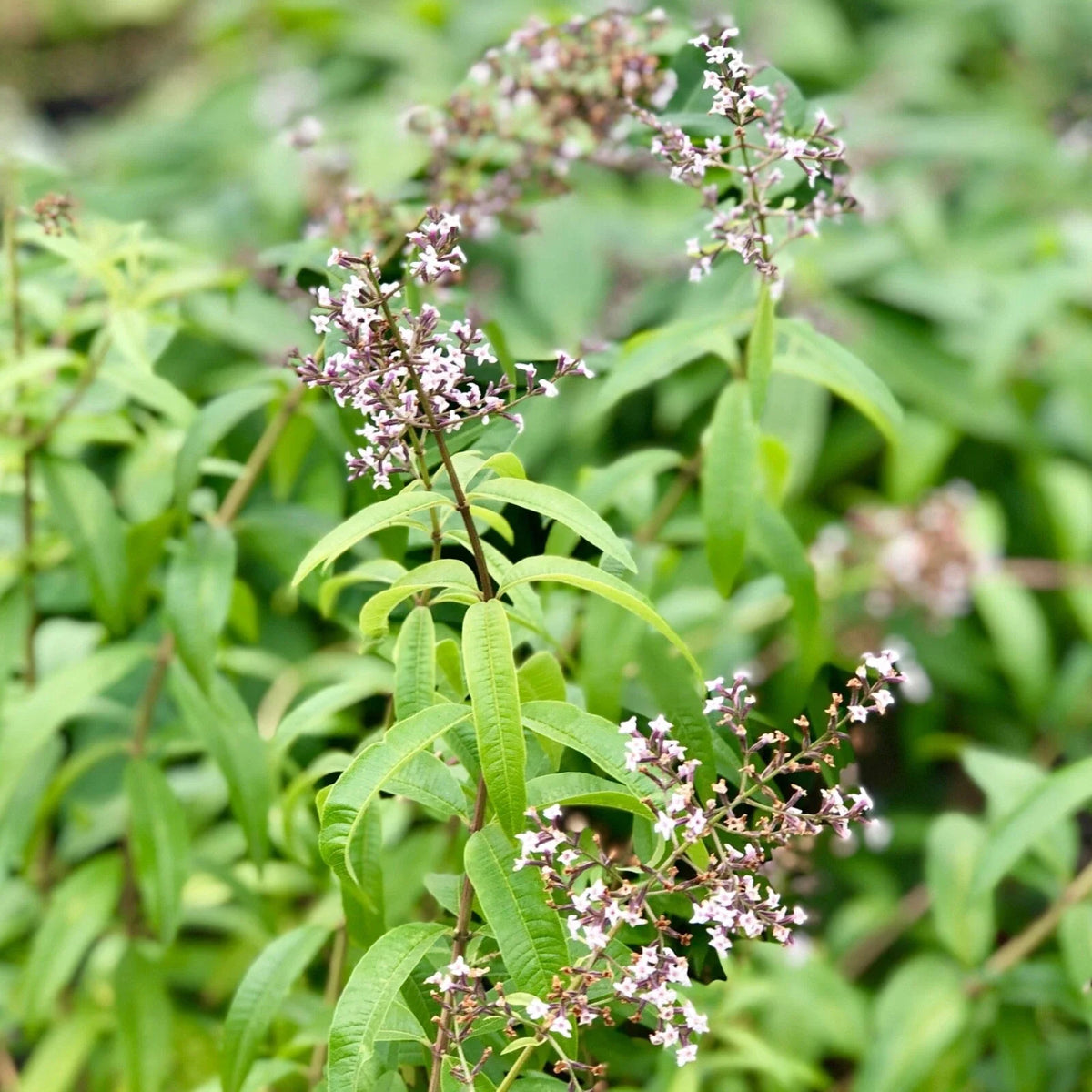 Organic Lemon Verbena Live Starter Plant Aloysia citrodora – Strong Lemon Scent, Tea & Culinary Herb
