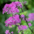 Thalictrum Black Stockings Meadow Rue - Live Starter Plant, Tall Purple-Flowered Shade Perennial