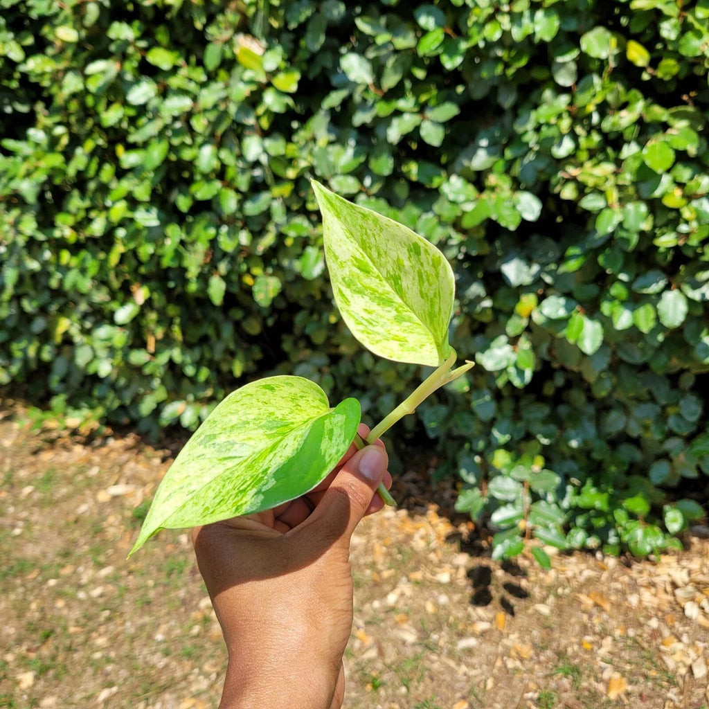 Marble Queen Pothos Rooted Cutting – Variegated Epipremnum Aureum, Easy-Care Indoor Plant