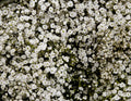 Baby's Breath Seeds 500+ Count White Flowers Gypsophila Elegans Drought Tolerant