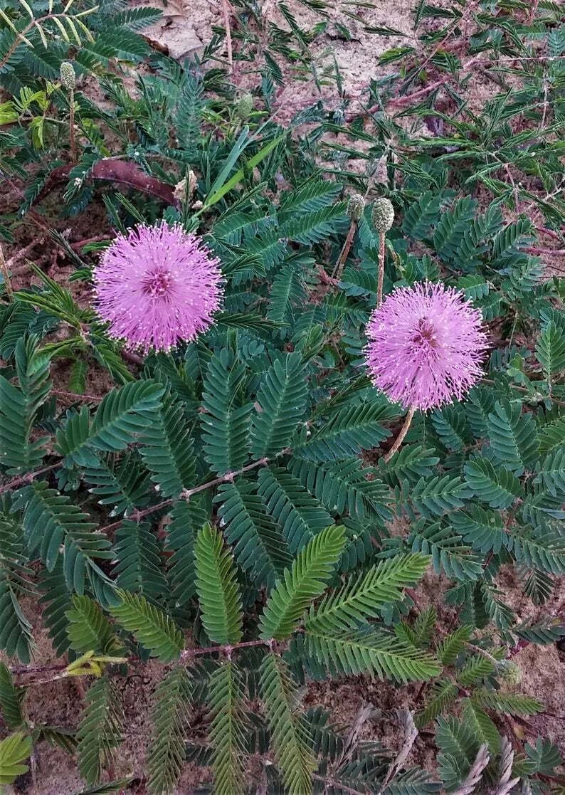 Touch-Me-Not Sensitive Plant 2" Starter Pair, Mimosa Pudica, Live Shy Shameplant, Fern-Like Foliage, Easy Houseplant, USA Seller