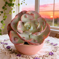 Echeveria Heart Moon Variegata Bare Root Succulent - Rare Variegated Rosed Rosette