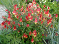 Wild Columbine Aquilegia canadensis - Native Red & Yellow Perennial, 3" Pot Live Starter Plant