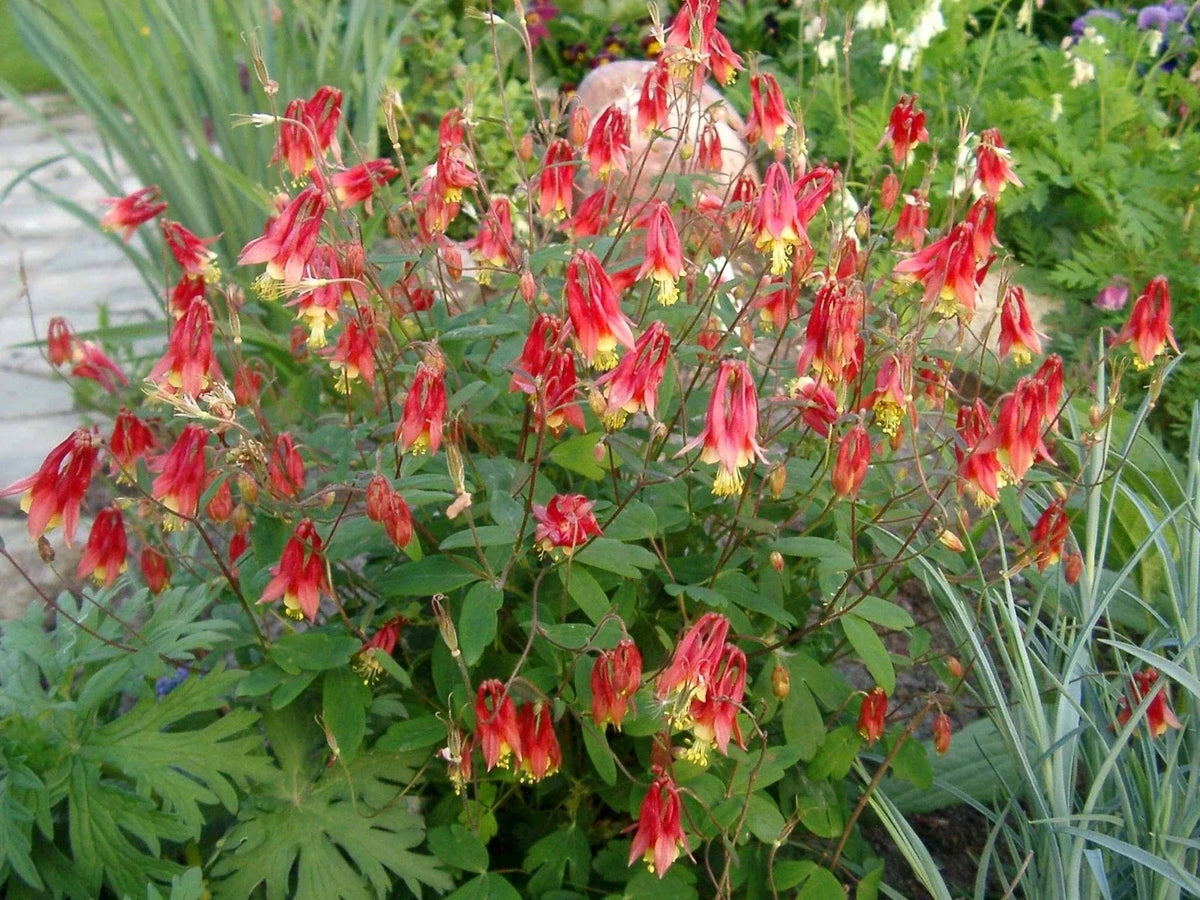 Wild Columbine Aquilegia canadensis - Native Red & Yellow Perennial, 3" Pot Live Starter Plant