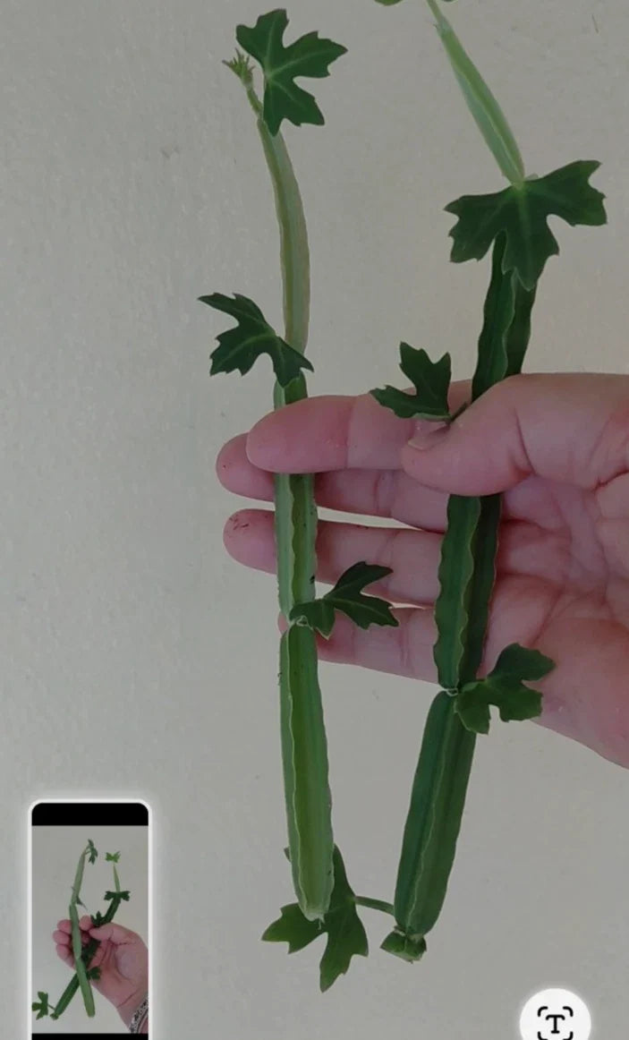 Cissus quadrangularis Unrooted Cuttings (2) - Rare Veldt Grape Squared Stem Succulent Vine