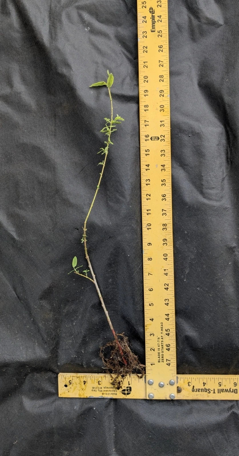 Corkscrew Willow Tree Salix matsudana 'Tortuosa' Bare Root 1–2 ft Tall