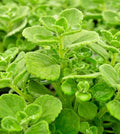 Succulent Cuttings - 4" Plectranthus Coleoides Variegata - Swedish Ivy 3 Live Plants - Indoor Decor