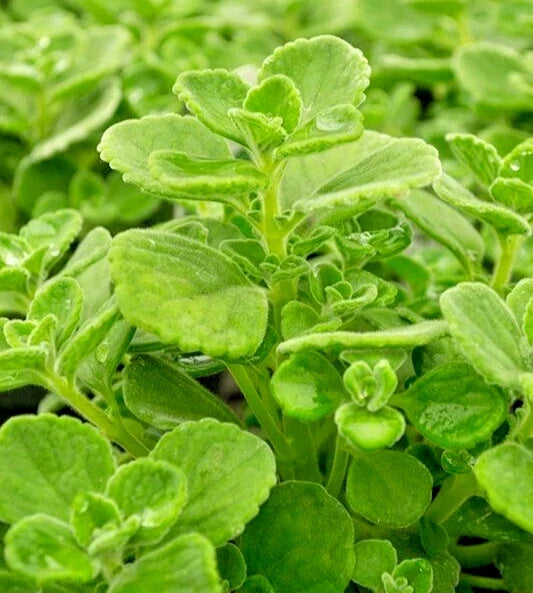 Succulent Cuttings - 4" Plectranthus Coleoides Variegata - Swedish Ivy 3 Live Plants - Indoor Decor