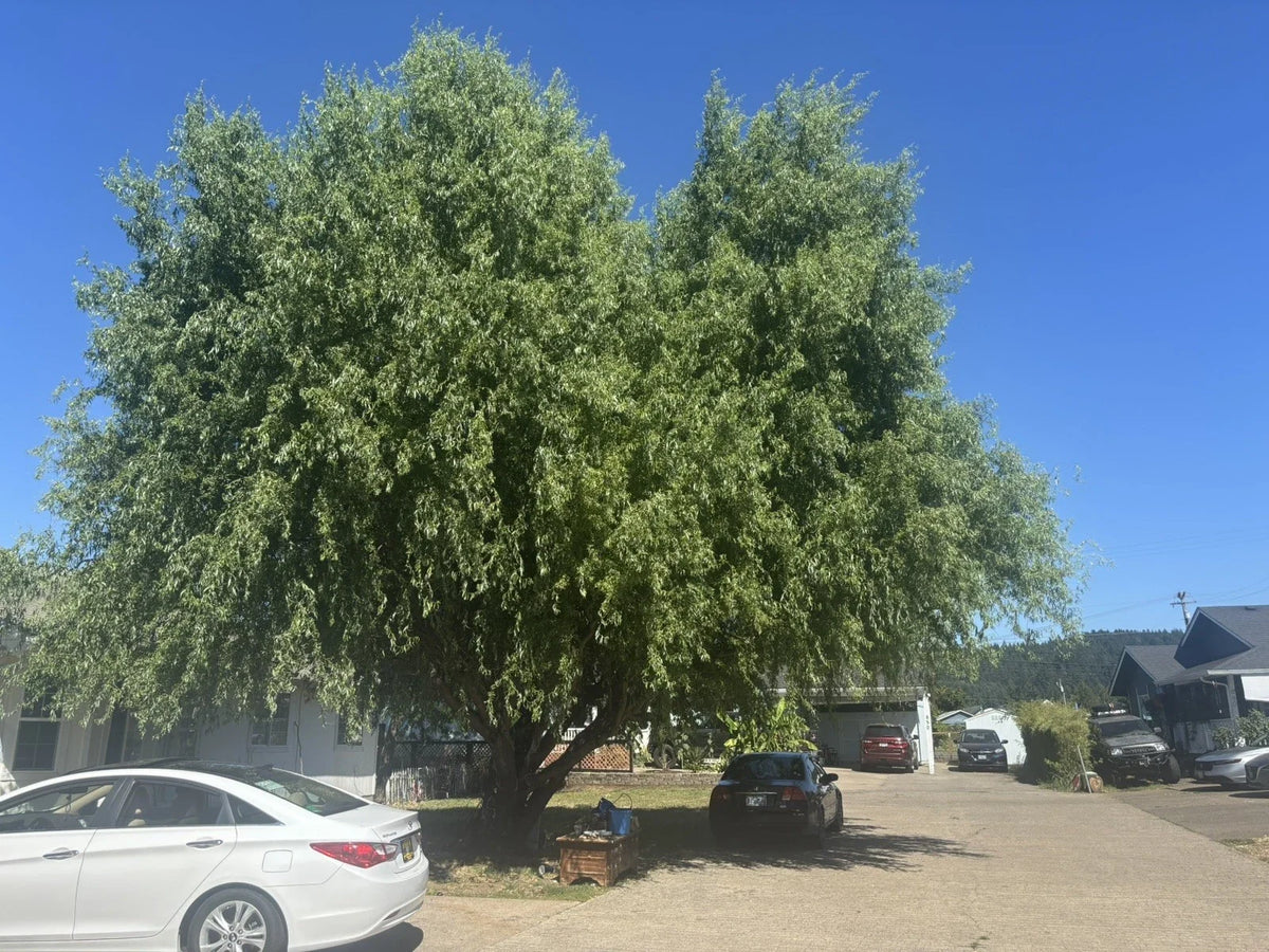Weeping Willow Tree Cuttings - Live Plants for Crafts - Salix babylonica - 5 Branches