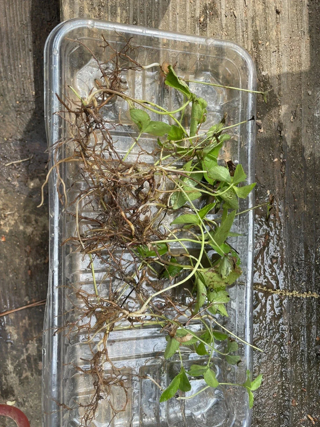 Lenten Rose Starter Plants (Helleborus spp.) - 3 Live Starter Plants