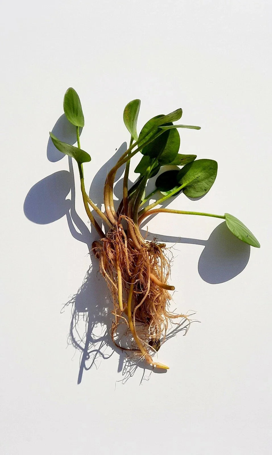 Live Frogbit Limnobium laevigatum - Bareroot Floating/Marginal Aquatic Plant