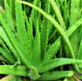Organic Aloe Vera Plant – 6–8" Tall Live Potted Starter