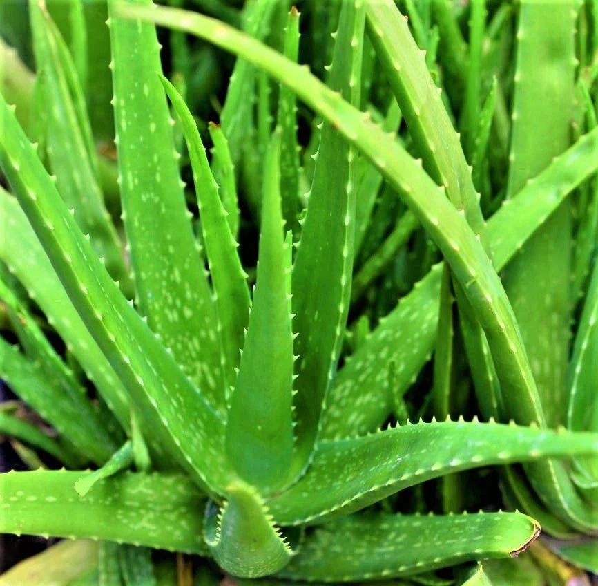 Organic Aloe Vera Plant – 6–8" Tall Live Potted Starter