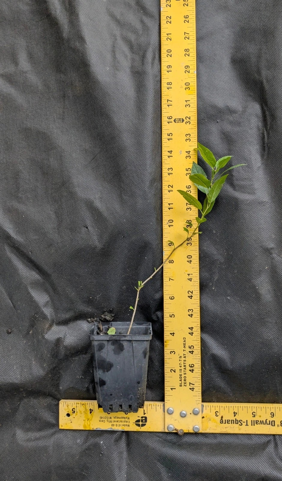 Beach Plum Tree (Prunus maritima) - 1 ft Live Plant, Deer Resistant, Coastal Hardy