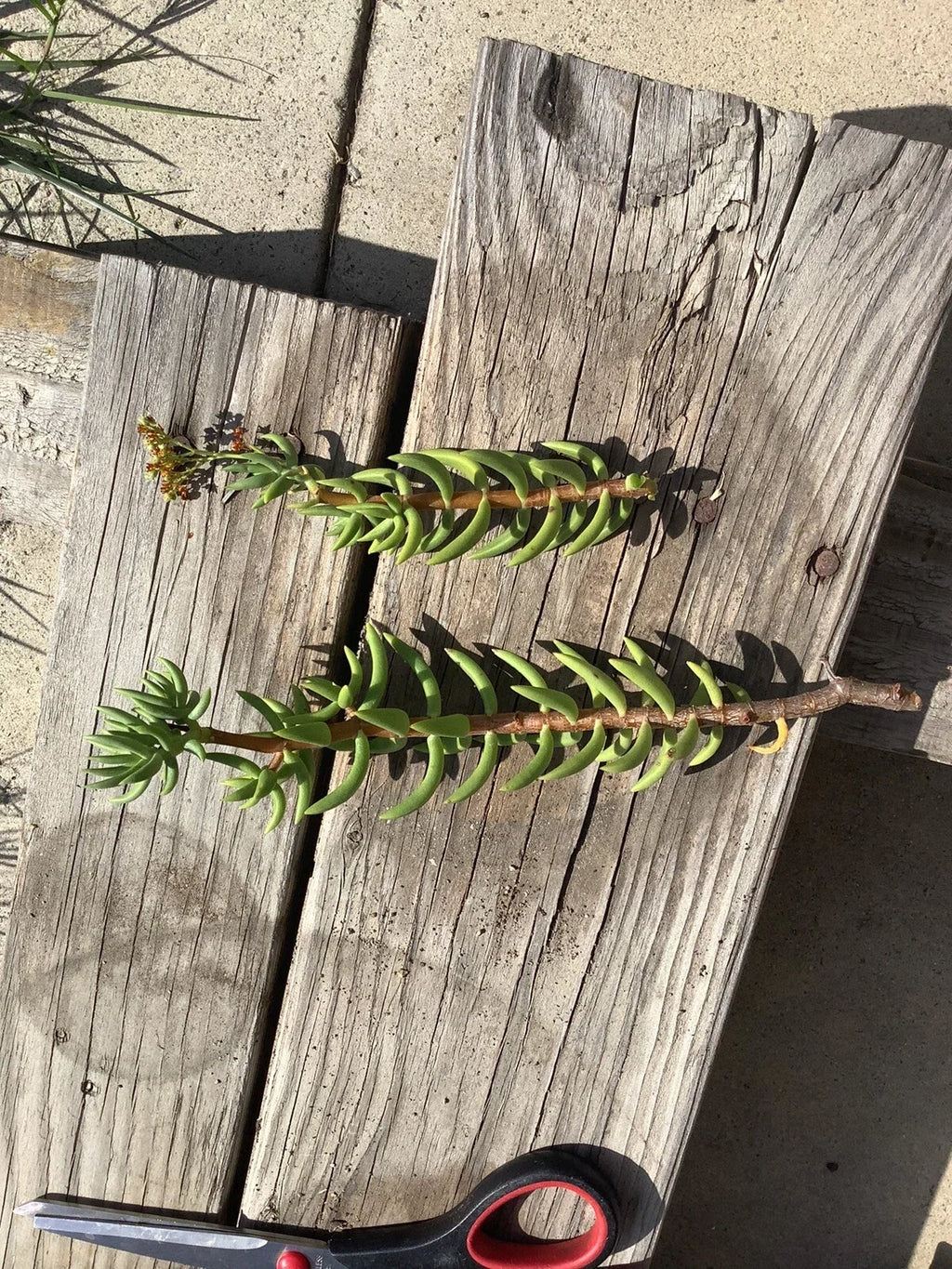 Crassula Tetragona Mini Pine Tree Cuttings - 7 Live Unrooted Cuttings 5-8"