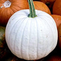 Casper White Pumpkin Seeds - 20 Non-GMO Rare Seeds - Perfect for Unique Fall Decor and Gardening - Cucurbita Pepo