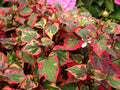 Bareroot Variegated Houttuynia Cordata Plants - Hardy Ground Cover, Live Perennial