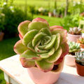 Echeveria Ice Rose Variegated Bare Root 3–3.5 inch | Rare Succulent