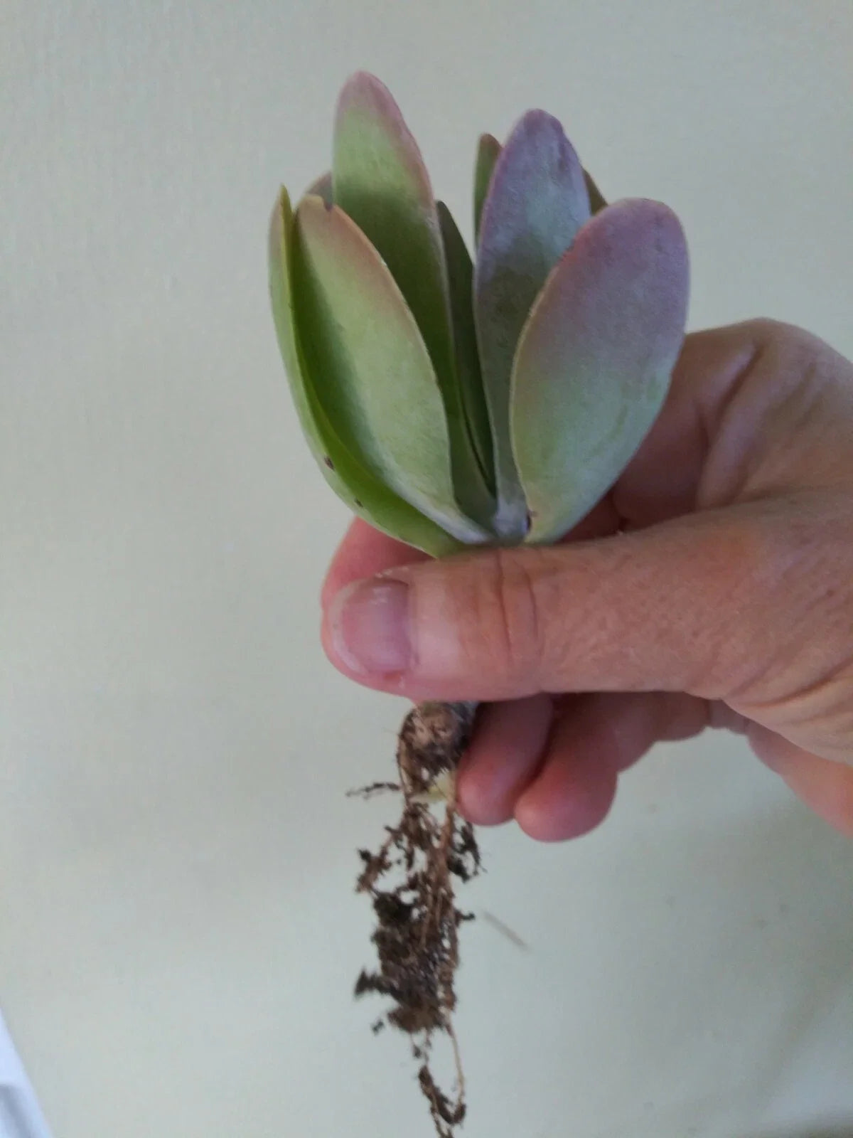 Flapjack Kalanchoe Live Succulent Plant - Bareroot Starter (Kalanchoe thyrsiflora) Paddle Plant