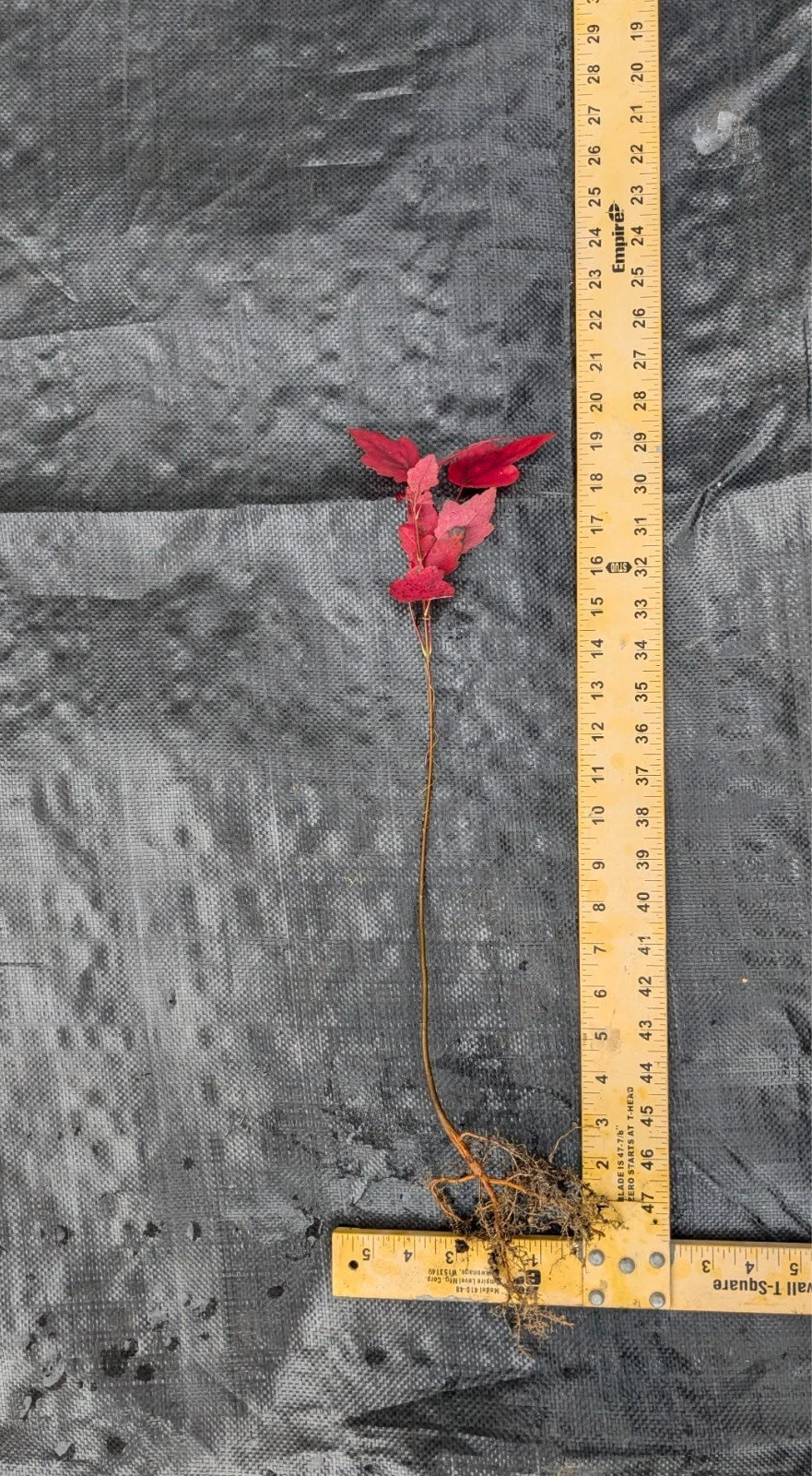 Red Maple Tree Acer rubrum Bare Root 1–2 ft Tall