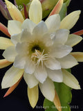 Epiphyllum 'Kazoo' Unrooted Cutting - Rare Orchid Cactus - Unique Houseplant for Indoor Gardening